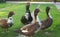 Family of ducks eagerly waiting for food in backyard