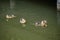 Family ducks floating on pond