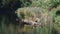 A family of ducks, geese swims in a water channel, river, lake. Lots of reeds and water lilies