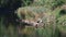 A family of ducks, geese swims in a water channel, river, lake. Lots of reeds and water lilies.