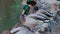 A family of ducks, geese swims in a water channel, river, lake. Lots of reeds and water lilies.