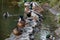 A family of ducks, geese swims in a water channel, river, lake. Lots of reeds and water lilies.