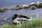 A family of ducks, geese swims in a water channel, river, lake. Lots of reeds and water lilies.