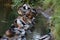 A family of ducks, geese swims in a water channel, river, lake. Lots of reeds and water lilies.