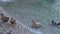 Family of ducks in the lake. Outdoors.