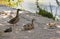 Family of ducks beside a stream