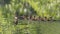 Family of ducks swimming in morning light with green trees reflecting in water