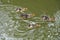 family ducks swimming on pond