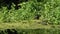 Family of Ducks Swimming in the River Algae.