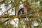 Family of Dusky leaf monkey or spectacled langur with baby monkey sleeping on the tree in the tropical rainforest. Malaysia