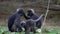 Family of Dusky Leaf Monkeys Trachypithecus obscurus with Child Sitting on the Ground at Angthong National Marine Park