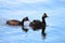 A family of eared grebes with a chick on the back