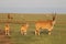 Family of elands with babies in the african savannah.