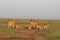 Family of elands with babies in the african savannah.