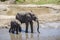 Family of elefants drinking