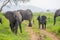 Family of elephants with a baby