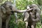 Family of elephants covered by mud walking towards the swamps