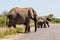A family of elephants crossing the road