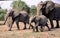 A family of elephants are crossing a unpaved road on their way to a water hole