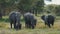 Family of elephants eating grass with magnifficent natural background of african savanna and lot of green. Cute small