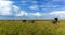 Family of elephants goes on a safari in a high grass elephant family