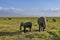 A family of elephants grazes on the green grass of the savannah: baby and adults.