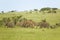 Family of elephants in green grass of Lewa Wildlife Conservancy, North Kenya, Africa