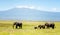 Family of Elephants in Kenya with Kilimanjaro mount in the background, Africa