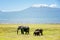 Family of Elephants in Kenya with Kilimanjaro mount in the background, Africa