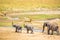 Family of elephants and lions at waterhole in Tarangire national park, Tanzania - Safari in Africa