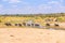 Family of elephants and lions at waterhole in Tarangire national park, Tanzania - Safari in Africa