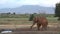 Family of Elephants on the Move. Wildlife in savanna, Big five animals. Elephants in the African savannah Portrait of