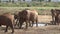 Family of Elephants on the Move. Wildlife in savanna, Big five animals. Elephants in the African savannah Portrait of