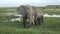 Family of Elephants on the Move. Wildlife in savanna, Big five animals. Elephants in the African savannah Portrait of