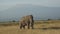 Family of Elephants on the Move. Wildlife in savanna, Big five animals. Elephants in the African savannah Portrait of