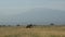 Family of Elephants on the Move. Wildlife in savanna, Big five animals. Elephants in the African savannah Portrait of