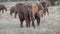 Family of Elephants on the Move. Wildlife in savanna, Big five animals. Elephants in the African savannah Portrait of