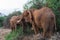Family of elephants near a tree. Kenya