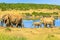 Family Elephants in South Africa