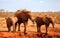 Family of elephants standing on the waterhole in the savannah