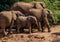 Family of elephants walk out of the river in Kenya