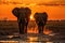 Family of elephants walking through the savana at sunset. Amazing African wildlife