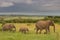 Family of elephants walking through the savanna, M