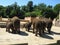 Family of elephants. Wild nature.