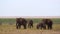 Family of Elephants With Zebra in Background