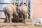 Family of elephants in zoological garden