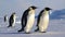 Family of Emperor Penguins on Snowy Antarctic Landscape