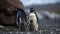 Family of Emperor Penguins on Snowy Antarctic Landscape