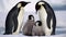 Family of Emperor Penguins on Snowy Antarctic Landscape