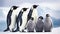 Family of Emperor Penguins on Snowy Antarctic Landscape